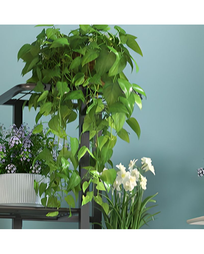 Kwietnik stojący metalowy 8-poziomowy stojak na kwiaty czarny